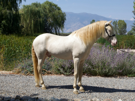 HorseID: 2316901 Sol Espumoso DCA - PhotoID: 1103503