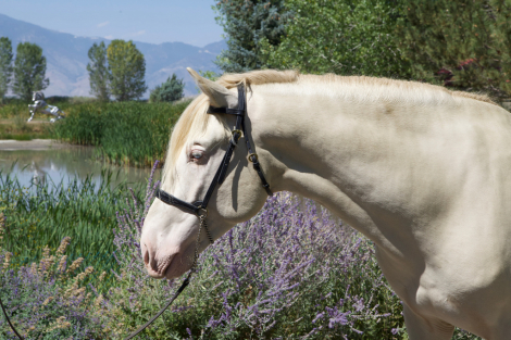 HorseID: 2316901 Sol Espumoso DCA - PhotoID: 1103504