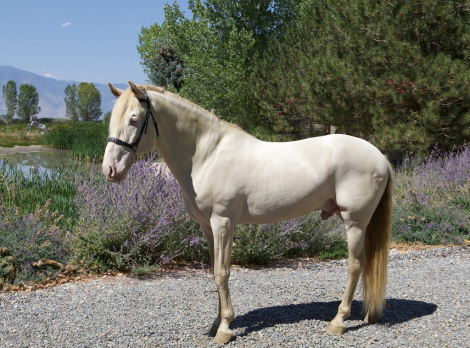 HorseID: 2316901 Sol Espumoso DCA - PhotoID: 1103505
