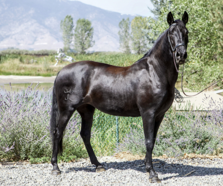 HorseID: 2316902 Mariela AK - PhotoID: 1103507