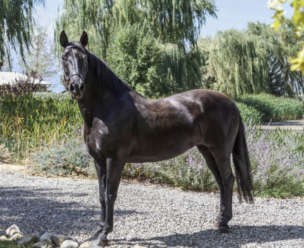 HorseID: 2316902 Mariela AK - PhotoID: 1103508