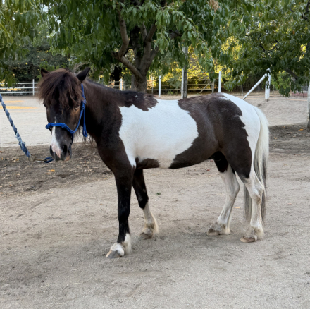 HorseID: 2316903 KKMC Bleu Bijou - PhotoID: 1103510