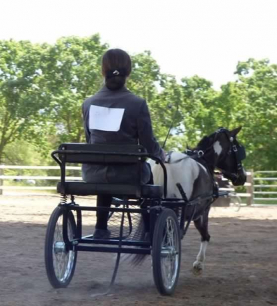HorseID: 2316903 KKMC Bleu Bijou - PhotoID: 1103511