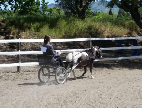 HorseID: 2316903 KKMC Bleu Bijou - PhotoID: 1103512