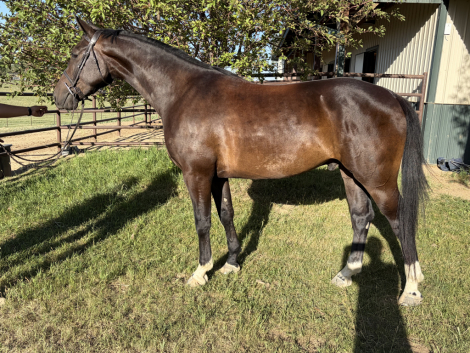 HorseID: 2316905 King - PhotoID: 1103515
