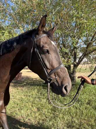 HorseID: 2316905 King - PhotoID: 1103516