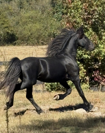 HorseID: 2316930 Valour fan Majestic Mirage - PhotoID: 1103521