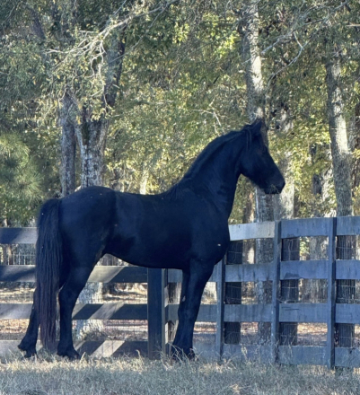 HorseID: 2316930 Valour fan Majestic Mirage - PhotoID: 1103522