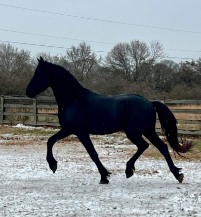 HorseID: 2316930 Valour fan Majestic Mirage - PhotoID: 1103523
