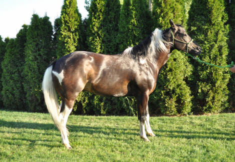 HorseID: 2316931 Arrow - PhotoID: 1103524