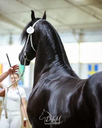 HorseID: 2316934 Mats Ût de Grachten - PhotoID: 1103526