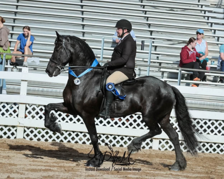 HorseID: 2316934 Mats Ût de Grachten - PhotoID: 1103527
