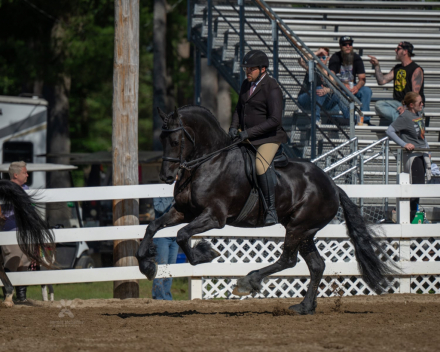 HorseID: 2316934 Mats Ût de Grachten - PhotoID: 1103528