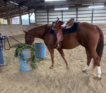 HorseID: 2316935 Vaquero Kimberfrost - PhotoID: 1103544