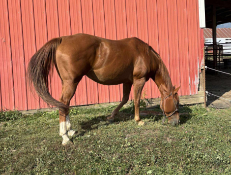 HorseID: 2316935 Vaquero Kimberfrost - PhotoID: 1103545