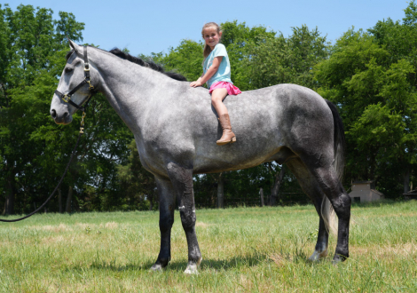 HorseID: 2316941 There's a Tear in my Beer - PhotoID: 1103536