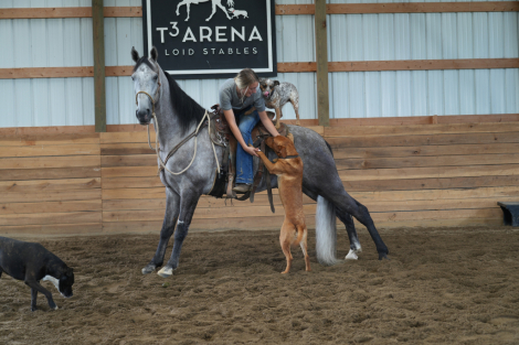 HorseID: 2316941 There's a Tear in my Beer - PhotoID: 1103539