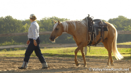 HorseID: 2316946 Doctivis Goldseeker - PhotoID: 1103547