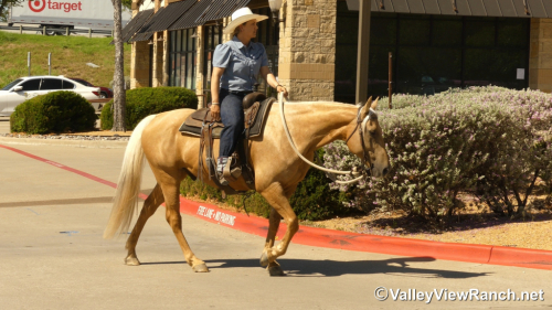 HorseID: 2316946 Doctivis Goldseeker - PhotoID: 1103548