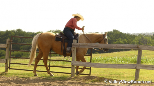 HorseID: 2316946 Doctivis Goldseeker - PhotoID: 1103549