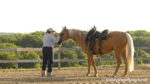 HorseID: 2316946 Doctivis Goldseeker - PhotoID: 1103550