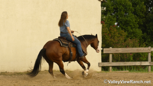 HorseID: 2316948 Colonelsshinningdoc - PhotoID: 1103552
