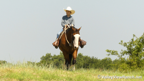 HorseID: 2316948 Colonelsshinningdoc - PhotoID: 1103553