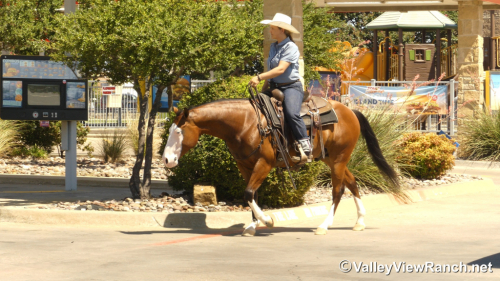 HorseID: 2316948 Colonelsshinningdoc - PhotoID: 1103554
