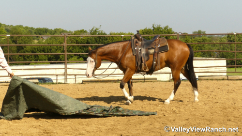 HorseID: 2316948 Colonelsshinningdoc - PhotoID: 1103555