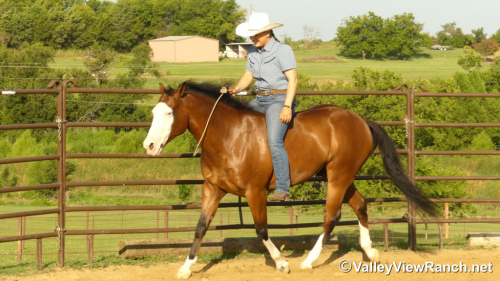 HorseID: 2316948 Colonelsshinningdoc - PhotoID: 1103556