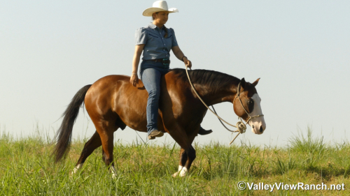 HorseID: 2316948 Colonelsshinningdoc - PhotoID: 1103557