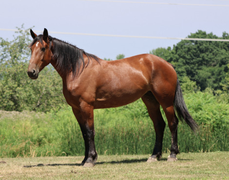 HorseID: 2316949 Tulsa Vale - PhotoID: 1103558