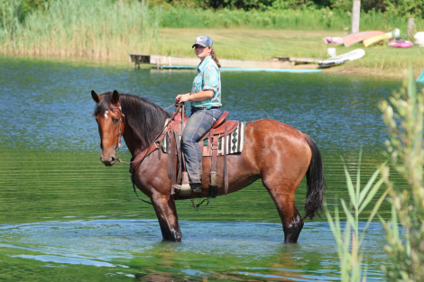 HorseID: 2316949 Tulsa Vale - PhotoID: 1103561