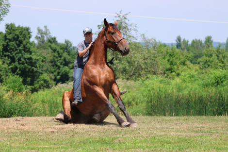 HorseID: 2316949 Tulsa Vale - PhotoID: 1103562