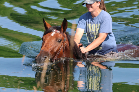 HorseID: 2316949 Tulsa Vale - PhotoID: 1103563