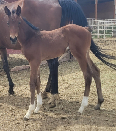 HorseID: 2316950 Once in a Lifetime - PhotoID: 1103564