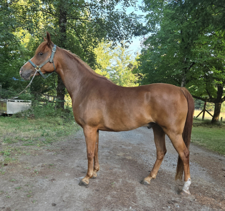 HorseID: 2316951 Kholor Me Red Garnett - PhotoID: 1103565