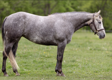 HorseID: 2316952 Wimp By Nature - PhotoID: 1103569