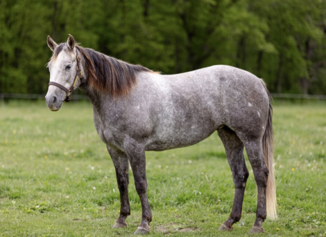 HorseID: 2316952 Wimp By Nature - PhotoID: 1103570