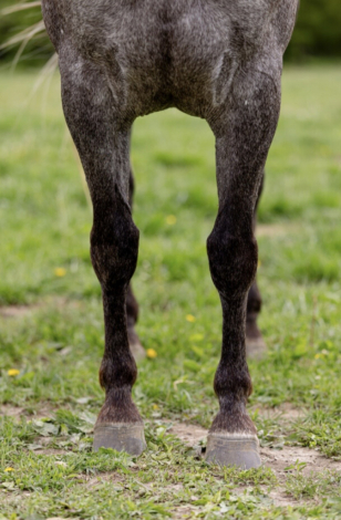 HorseID: 2316952 Wimp By Nature - PhotoID: 1103571