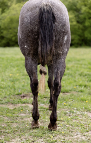 HorseID: 2316952 Wimp By Nature - PhotoID: 1103572