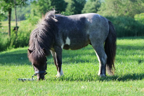HorseID: 2316954 Blueberry Waffles - PhotoID: 1103580