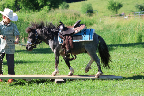 HorseID: 2316954 Blueberry Waffles - PhotoID: 1103585