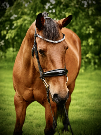 HorseID: 2316956 Lilly - PhotoID: 1103587