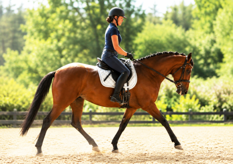 HorseID: 2316956 Lilly - PhotoID: 1103605