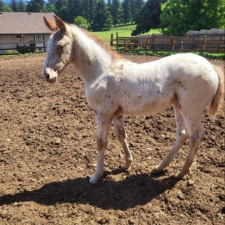 HorseID: 2316957 Scarlett O'Hara - PhotoID: 1103590