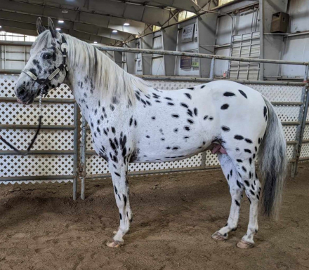 HorseID: 2316957 Scarlett O'Hara - PhotoID: 1103591