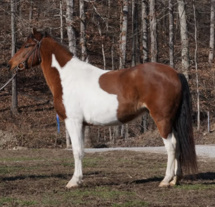 HorseID: 2316963 Archie - PhotoID: 1103610