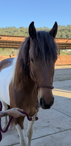 HorseID: 2316963 Archie - PhotoID: 1103611