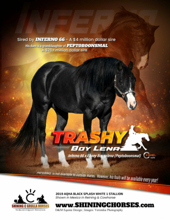 HorseID: 2316972 TRASHY BOY LENA - PhotoID: 1103628